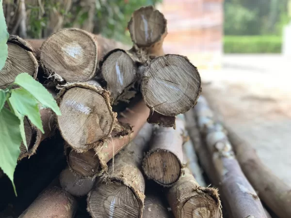 Escoras de Eucalipto 6m 